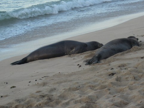 I took these photos from at least 30 feet away with a zoom lens. As you can see, these guys are just seething with nervous energy.