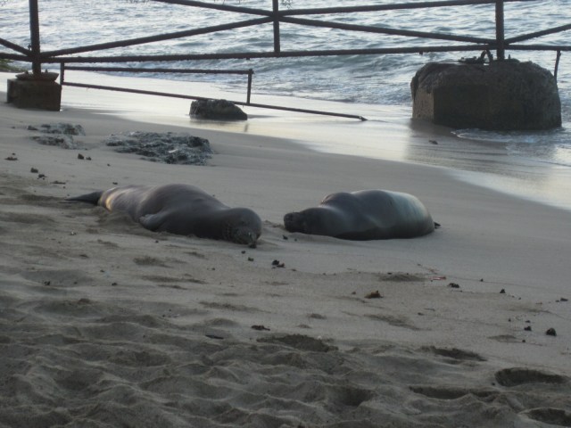 This side of the beach is the "fence line", and it's a quiet spot away from the crowds.