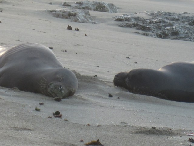 They actually sleep very lightly, but if you stay clear then they relax.