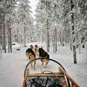 Image of a dogsled viewed from the rider's perspective with dogs pulling the sled through a snowy forest | The-Military-Guide.com