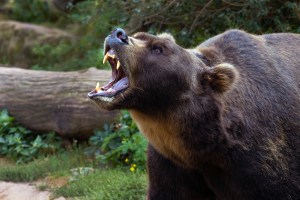 Image of Kamchatka brown bear roaring with fangs bared to simulate the fear of a bear stock market | MilitaryFinancialIndependence.com
