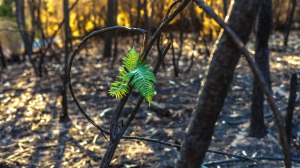 Image of a burned-out forest with a sprig of fresh growth as a metaphor of dealing with grief. | MilitaryFinancialIndependence.com